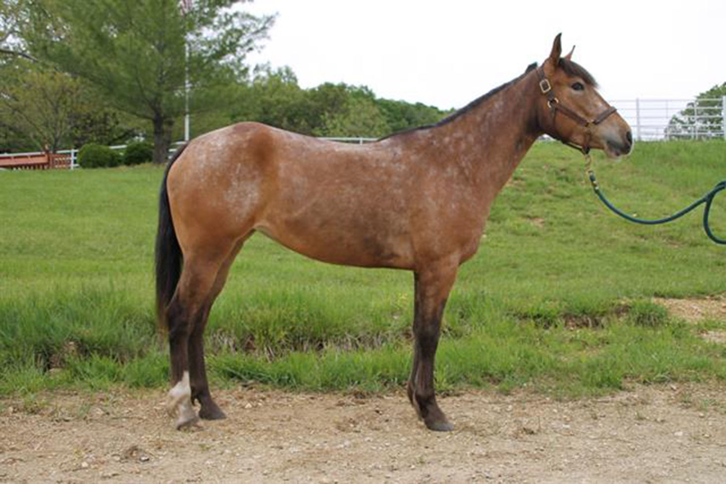 Last week's pet, still available: Kia